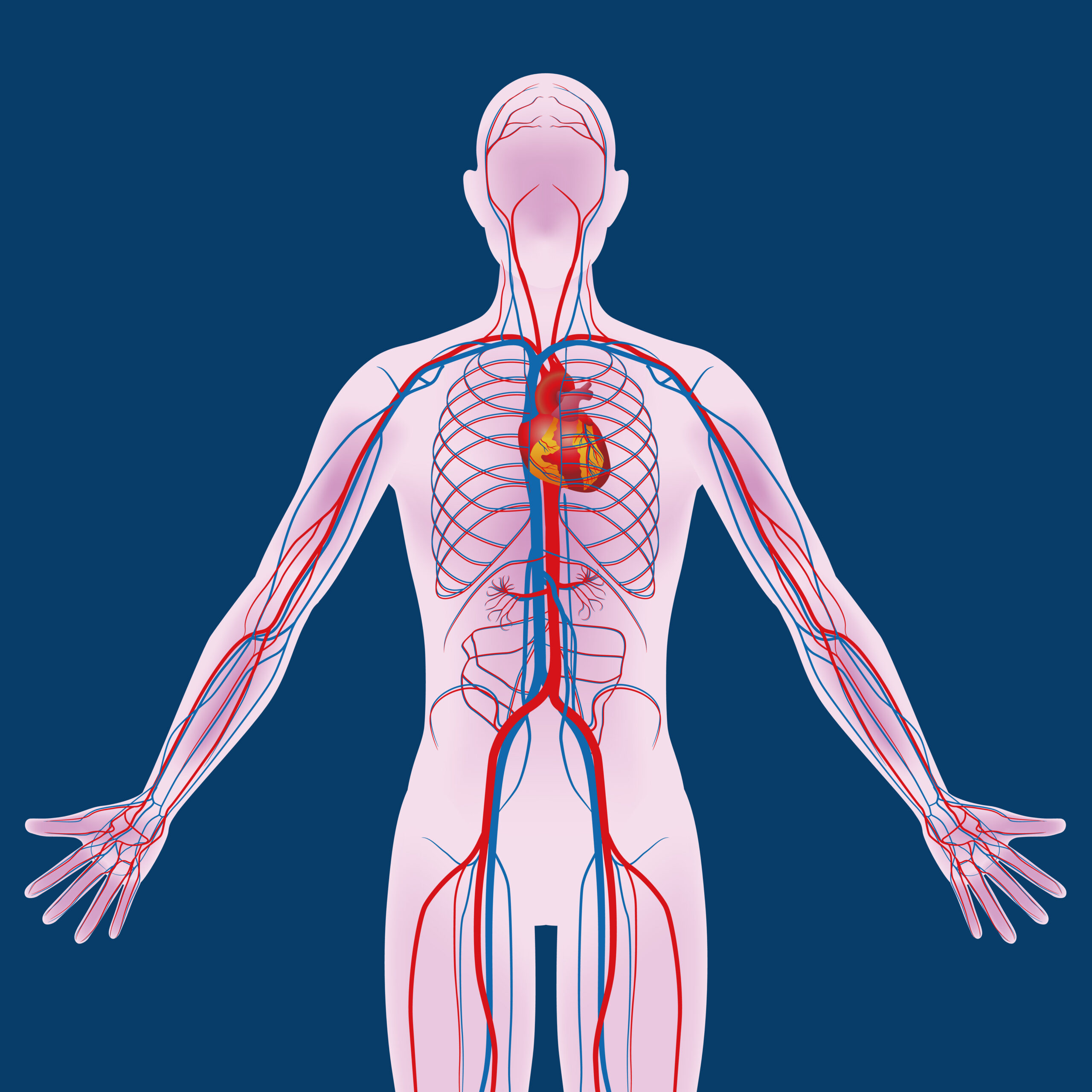 Ankle-brachial index test